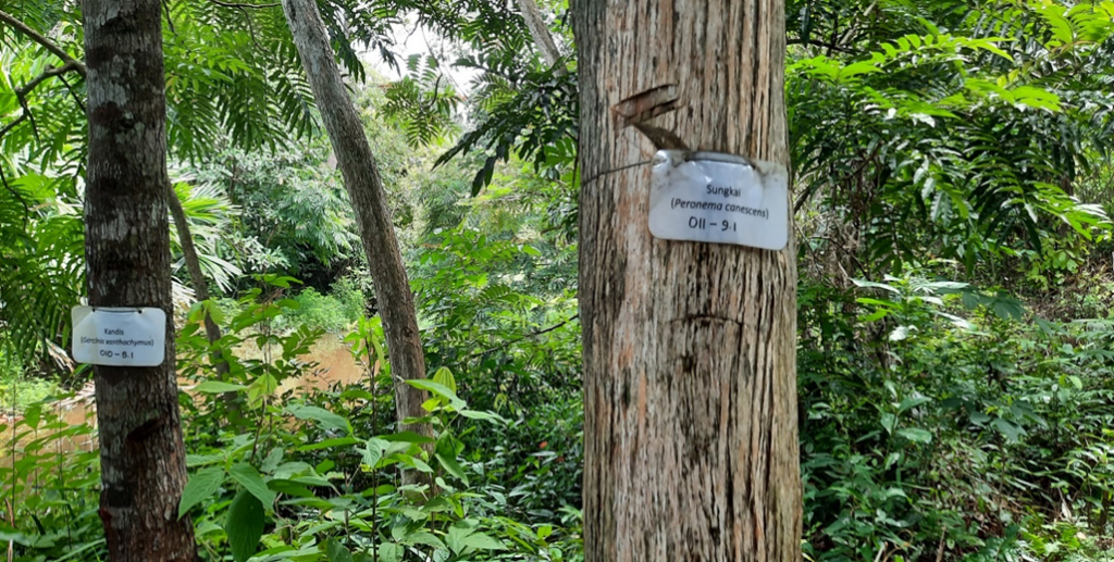 Mengenal Taman Keanekeragaman Hayati PT. Tanjungenim Lestari Pulp and Paper (PT.TEL)